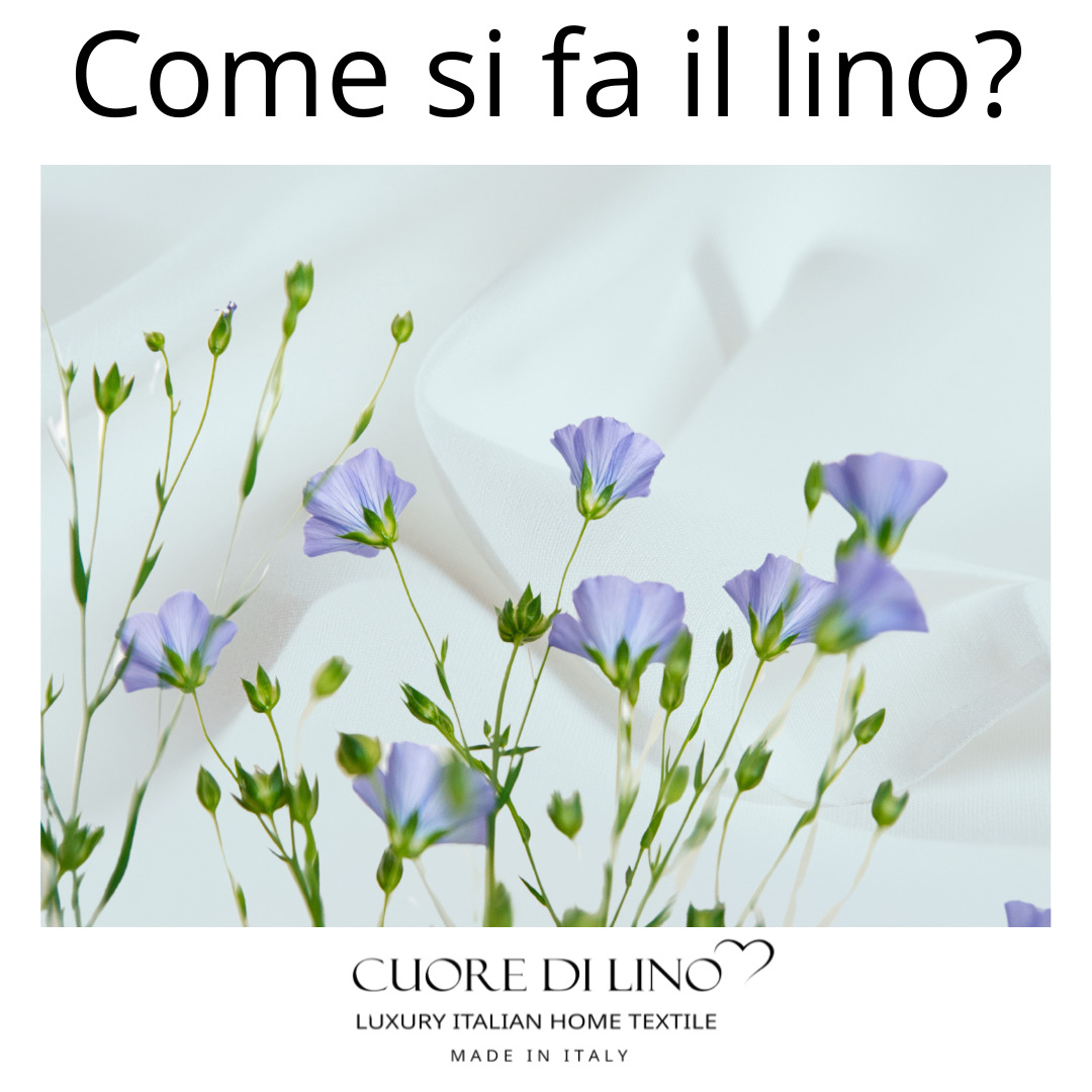 Il lino 2